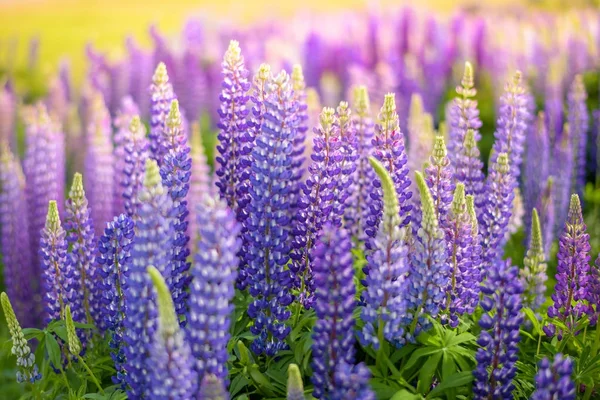 Russle Lupines en el lago Tekapo — Foto de Stock