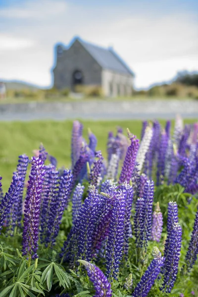 Russle Lupines en el lago Tekapo — Foto de Stock