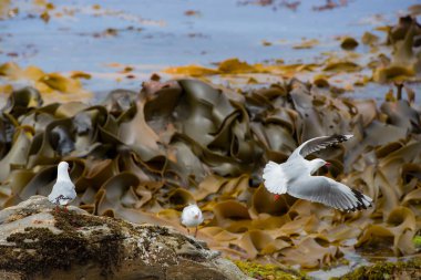 Moeraki plajda martı