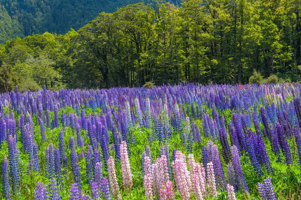 Russle lupine op milfordsound — Stockfoto