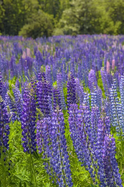 Russle lupine op milfordsound — Stockfoto