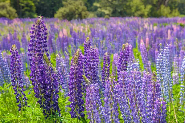 Russle lupine op milfordsound — Stockfoto