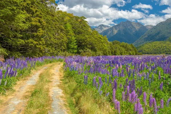 Vlčí bob Russle na milfordsound — Stock fotografie