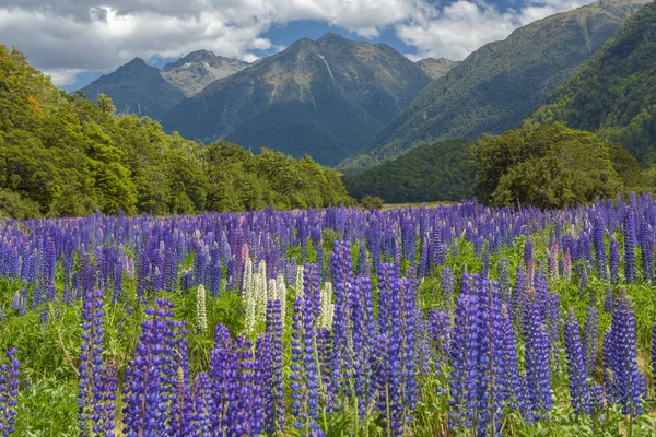 Russle Lupines em milfordsound — Fotografia de Stock