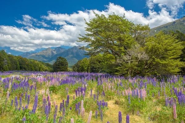 Russle Lupines em milfordsound — Fotografia de Stock