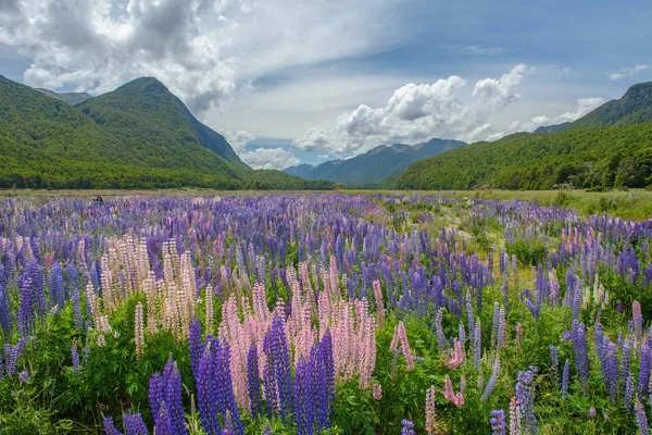 Lupine na milford sound, Nový Zéland — Stock fotografie