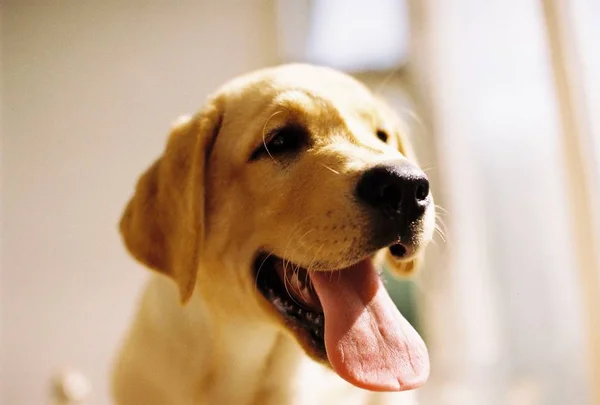 Cute retriever puppy — Stock Photo, Image