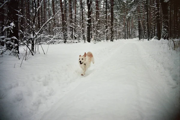 Hund som kör i vintern skog — Stockfoto