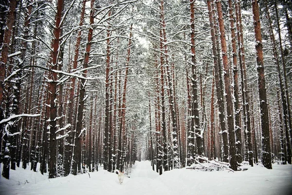 Бег собак в зимнем лесу — стоковое фото