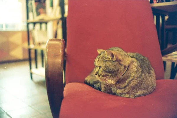Gato fofo na cadeira — Fotografia de Stock