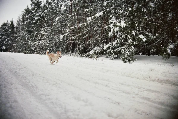 Kutya fut a téli erdő Jogdíjmentes Stock Képek