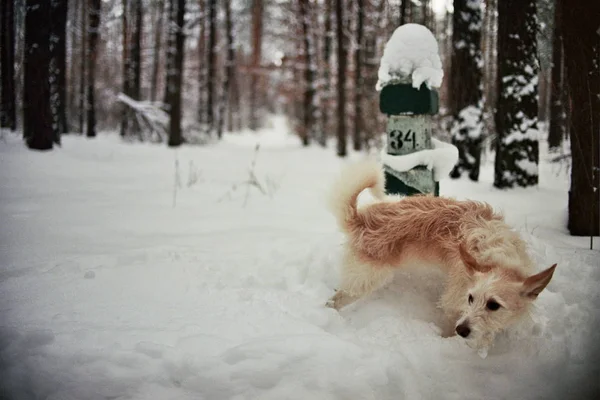 Kutya fut a téli erdő Jogdíjmentes Stock Fotók