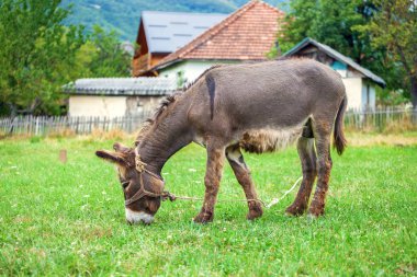 bir alan üzerinde eşek