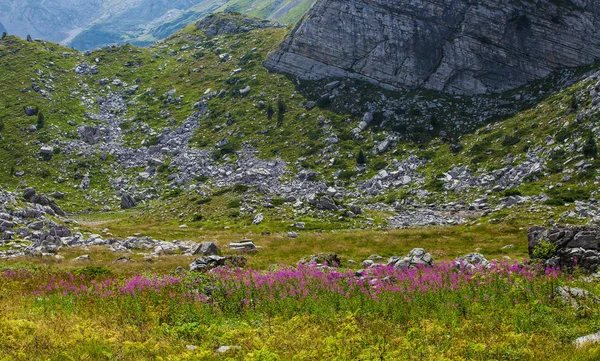 Fireweed in the mountains of Montenegro — Stock Photo, Image