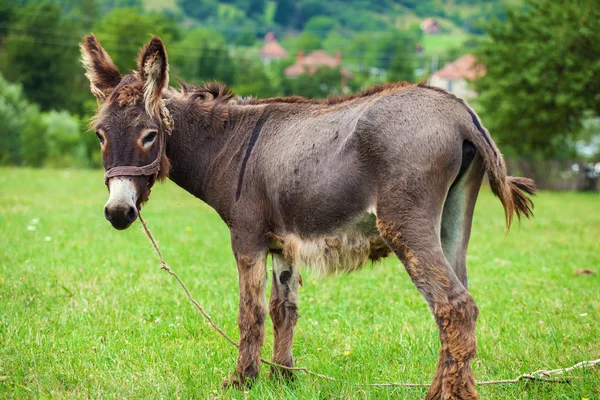 Burro en un campo —  Fotos de Stock