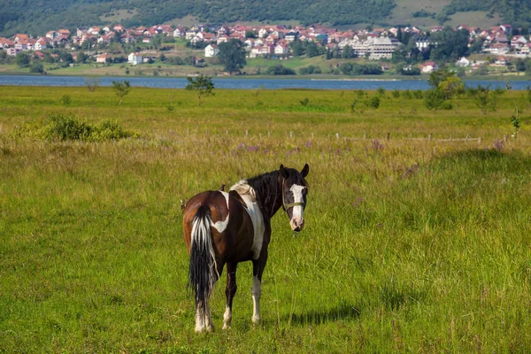 Cavallo sul prato — Foto Stock