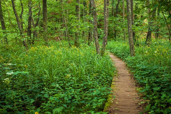 Passerella in legno in un parco — Foto Stock