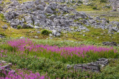 Fireweed Karadağ dağlarında