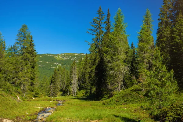 산악 지대의 여름 숲 — 스톡 사진