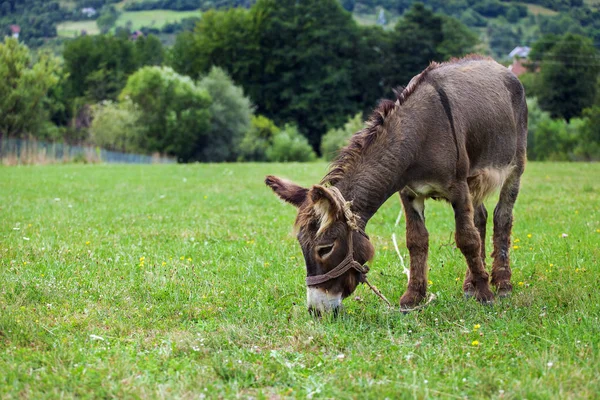 Burro en un campo — Foto de Stock