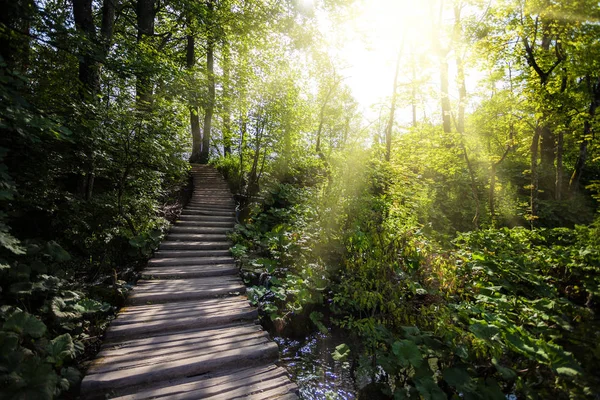 Passerella in legno in un parco — Foto Stock