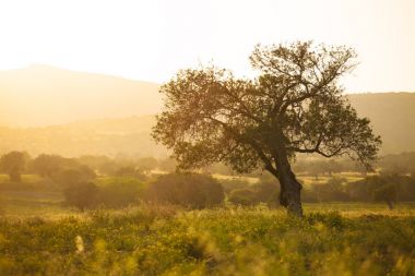 güzel zeytin ağacı 