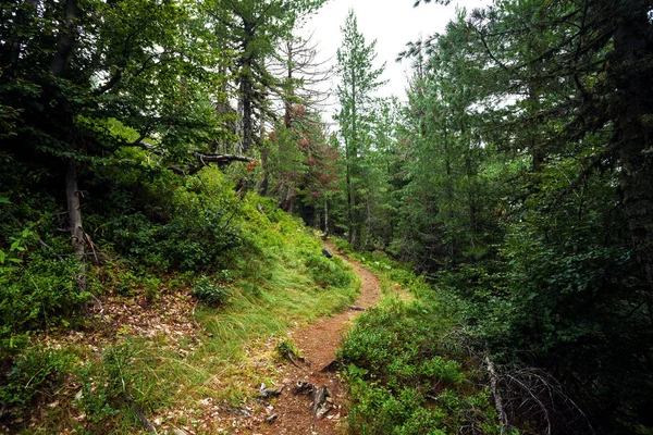 Trail in het bos — Stockfoto