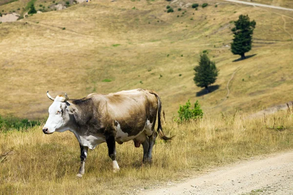 Koe op een weide — Stockfoto