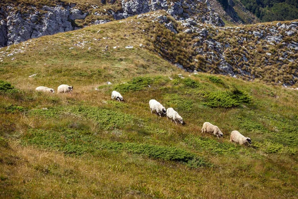 Sheeps in the mountains — Stock Photo, Image