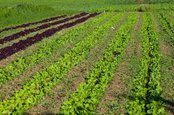 Plantation of Lettuce — Stock Photo, Image