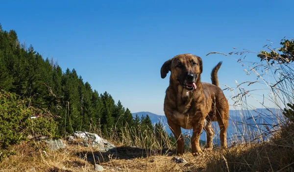 O cão de pastor em umas montanhas — Fotografia de Stock