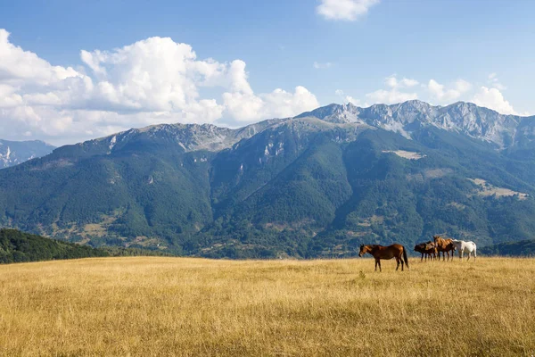 Cavalos em uma montanha — Fotografia de Stock