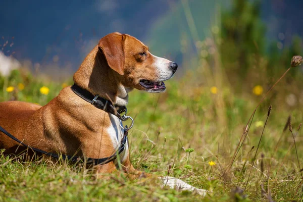 Cão caça ao ar livre — Fotografia de Stock