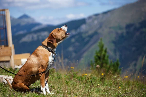 Cão caça ao ar livre — Fotografia de Stock