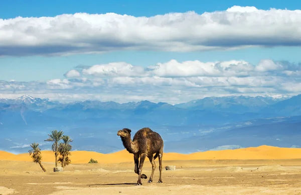 Fantastiska Saharaöknen — Stockfoto