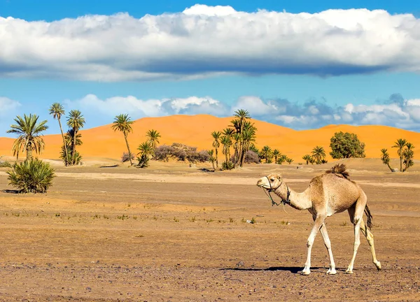 Καταπληκτικά έρημο Σαχάρα — Φωτογραφία Αρχείου
