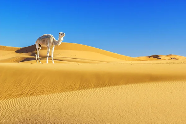 Çöldeki deve — Stok fotoğraf