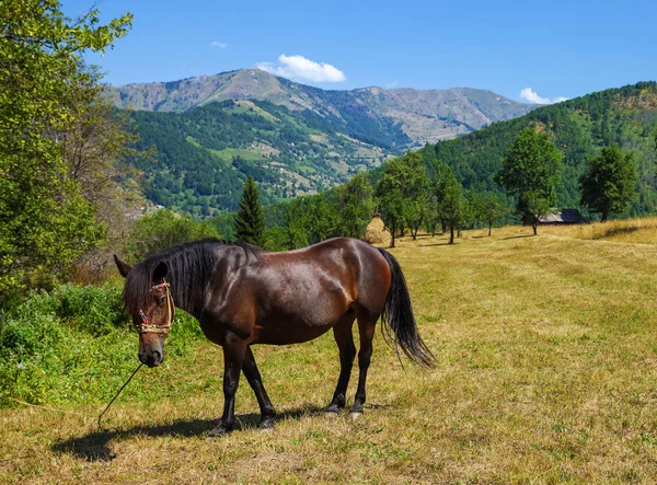 Cavallo al pascolo — Foto Stock