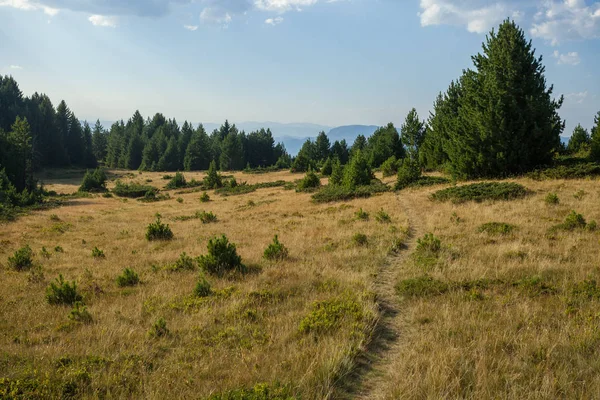 Serene shepherd trail — Stock Photo, Image