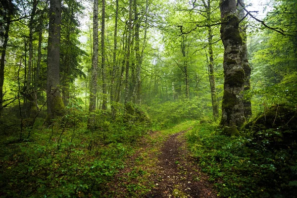 Úžasné mlžných lesů — Stock fotografie