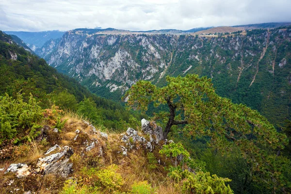 Kanion w Parku Narodowego Durmitor — Zdjęcie stockowe