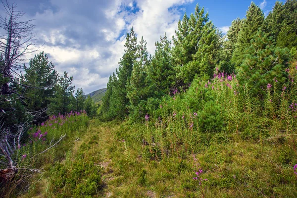 Fireweed in the mountains — Stock Photo, Image