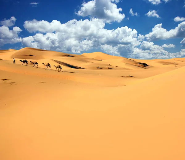 サハラ砂漠のラクダキャラバンは ロイヤリティフリーのストック写真