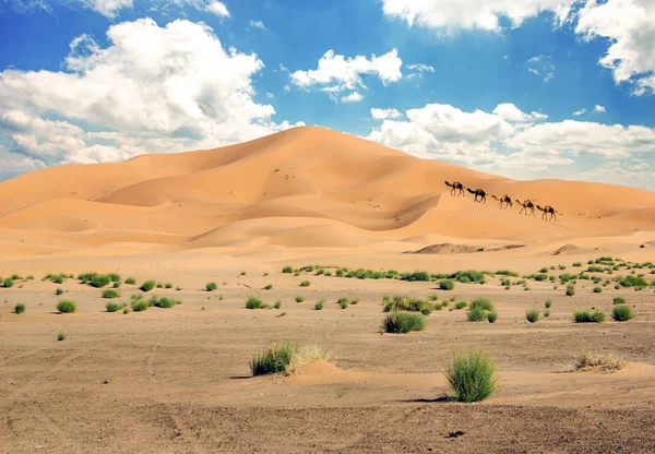 Kameel Caravan Sahara Woestijn Stockfoto