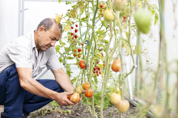 彼の温室でトマトの収穫を見ている庭師 ストック画像