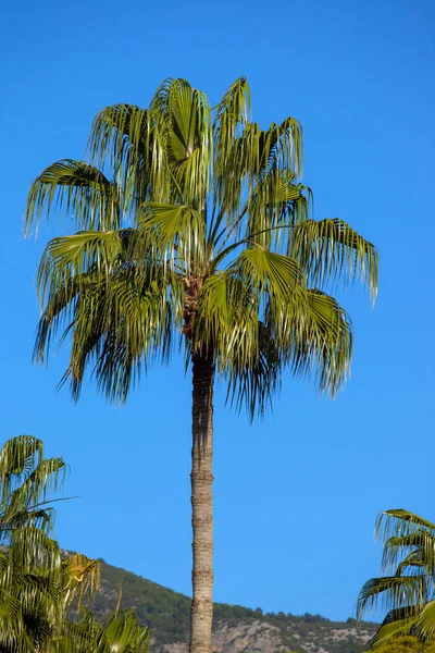 Beautiful Palm Tree South Turkey — Stock Photo, Image