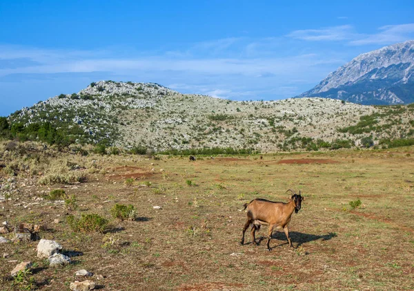 Kecske Legelőn Montenegró Hegyeiben — Stock Fotó