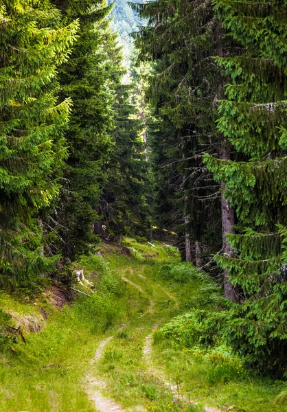 Camino Terrestre Través Del Bosque Imágenes de stock libres de derechos