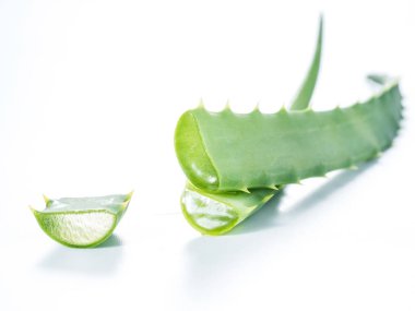 taze aloe vera yaprağı