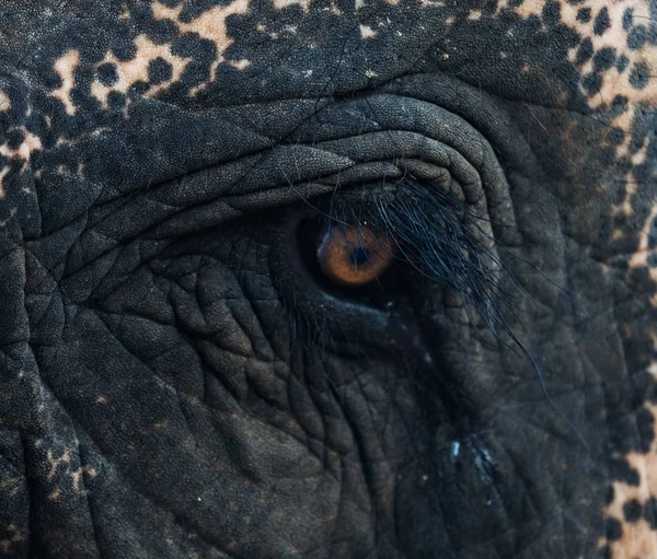 Close up elephant\'s eye